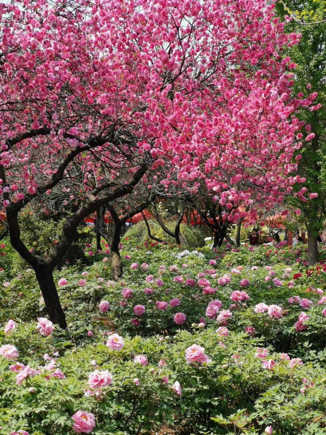 Image related to Luoyang: Ancient Capital Adorned with Fragrant Peonies, Recommended by China's Foreign Ministry to the World
