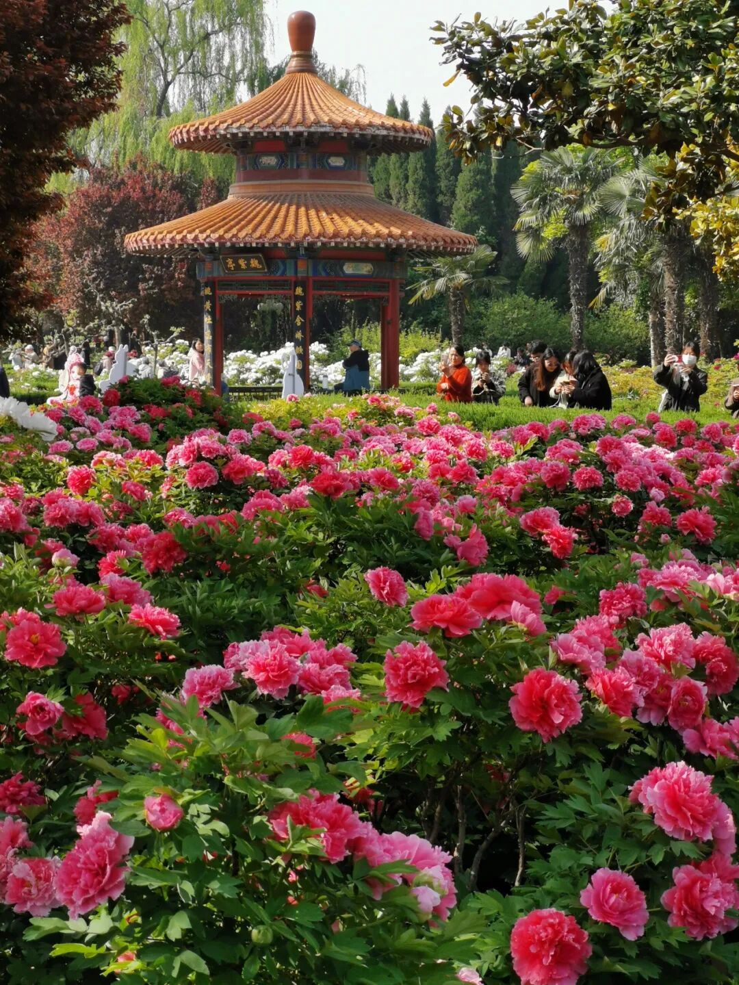 Image related to Luoyang: Ancient Capital Adorned with Fragrant Peonies, Recommended by China's Foreign Ministry to the World