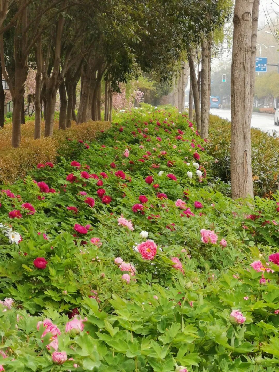 Image related to Luoyang: Ancient Capital Adorned with Fragrant Peonies, Recommended by China's Foreign Ministry to the World