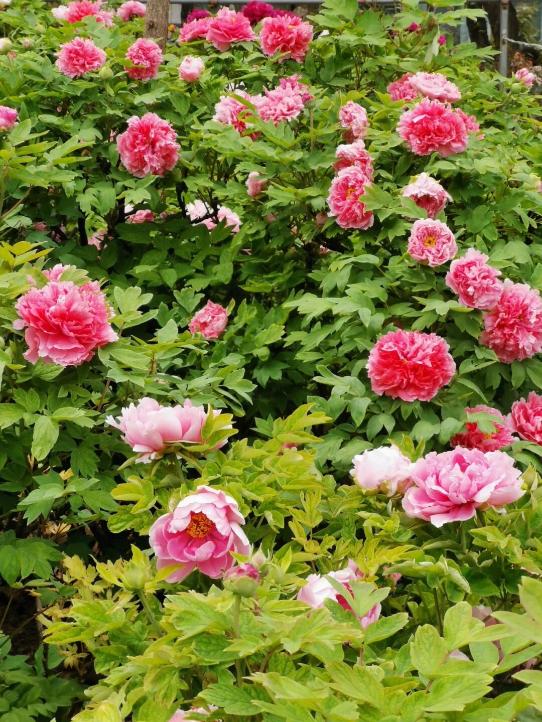 Image related to Luoyang: Ancient Capital Adorned with Fragrant Peonies, Recommended by China's Foreign Ministry to the World