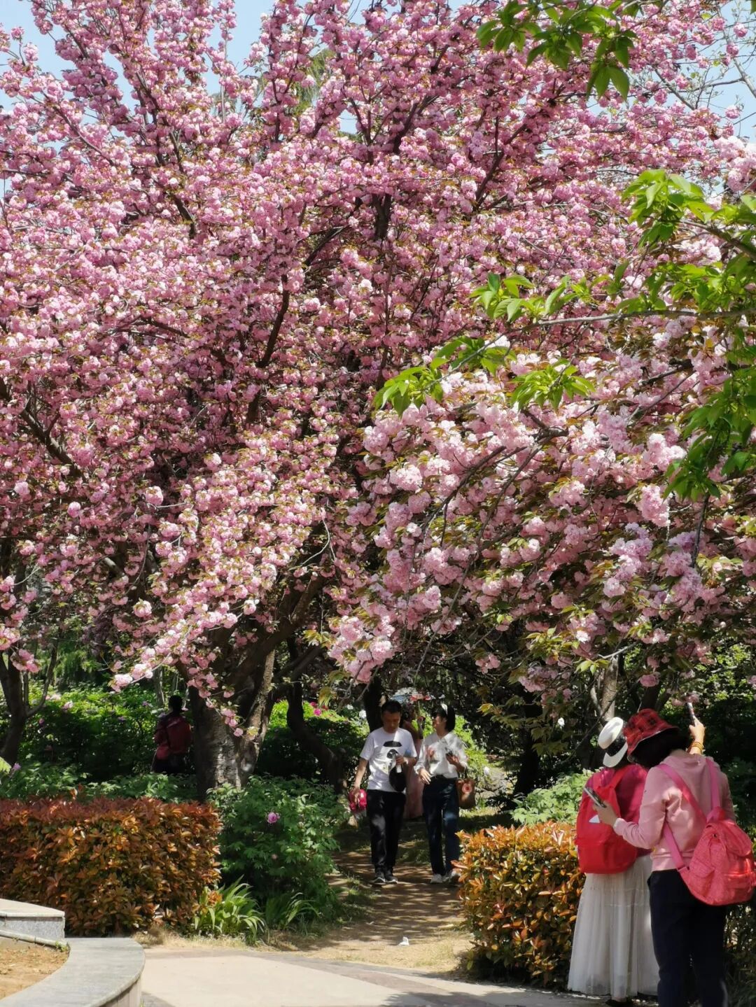 Image related to Luoyang: Ancient Capital Adorned with Fragrant Peonies, Recommended by China's Foreign Ministry to the World