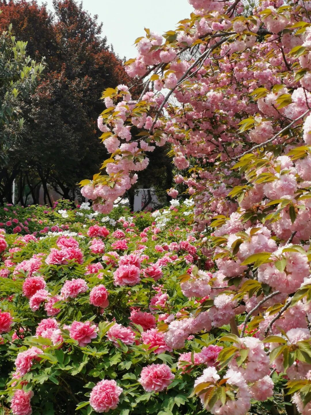 Image related to Luoyang: Ancient Capital Adorned with Fragrant Peonies, Recommended by China's Foreign Ministry to the World