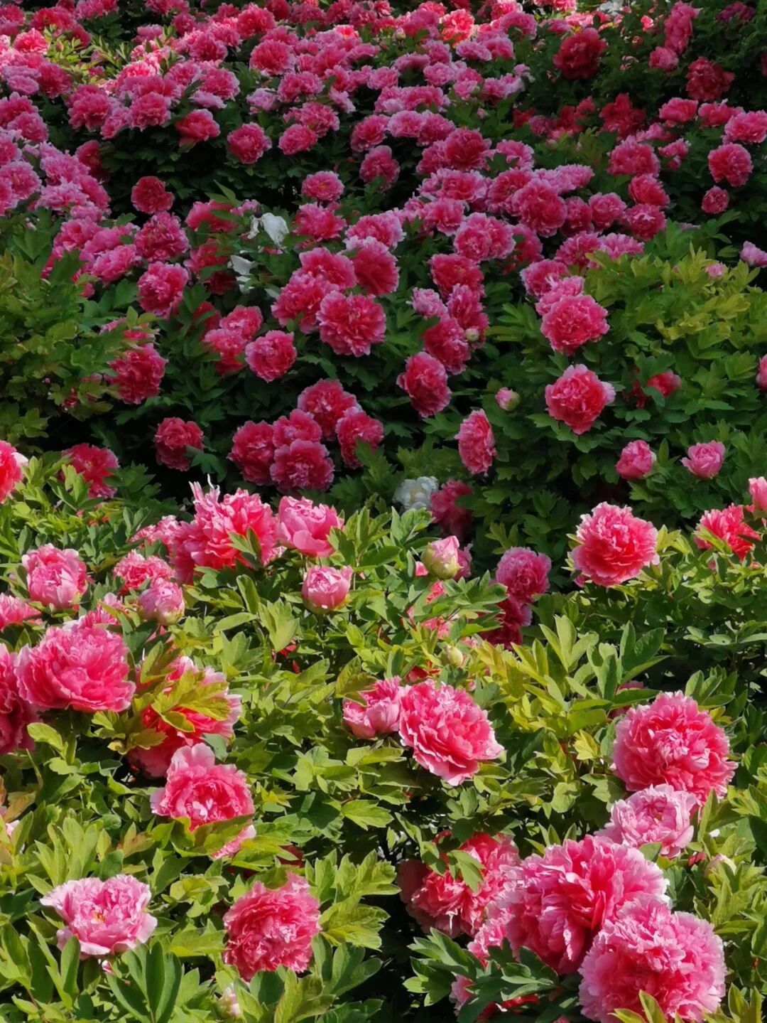 Image related to Luoyang: Ancient Capital Adorned with Fragrant Peonies, Recommended by China's Foreign Ministry to the World
