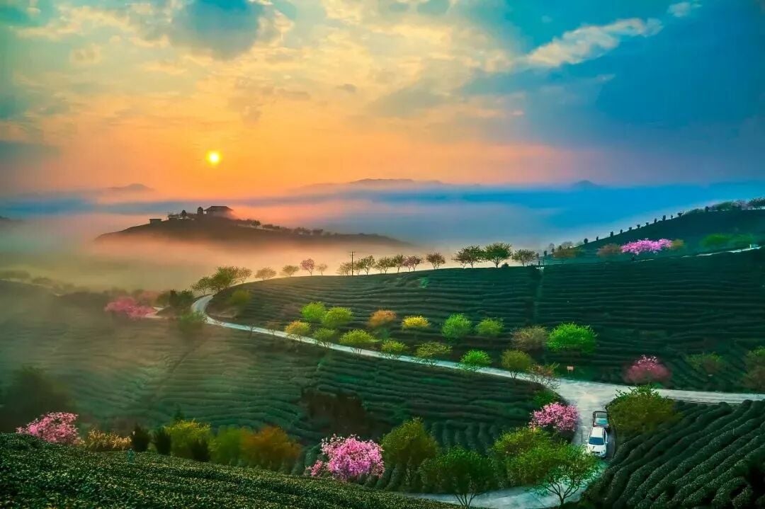 Image related to Fujian Longyan: Vast Cherry Blossoms Five Times Larger Than Japan's Amaze the World, While This Underrated Western Fujian Town Deserves Far More Attention!
