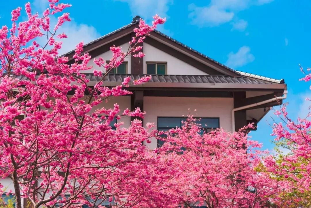 Fujian Longyan: Vast Cherry Blossoms Five Times Larger Than Japan's Amaze the World, While This Underrated Western Fujian Town Deserves Far More Attention!