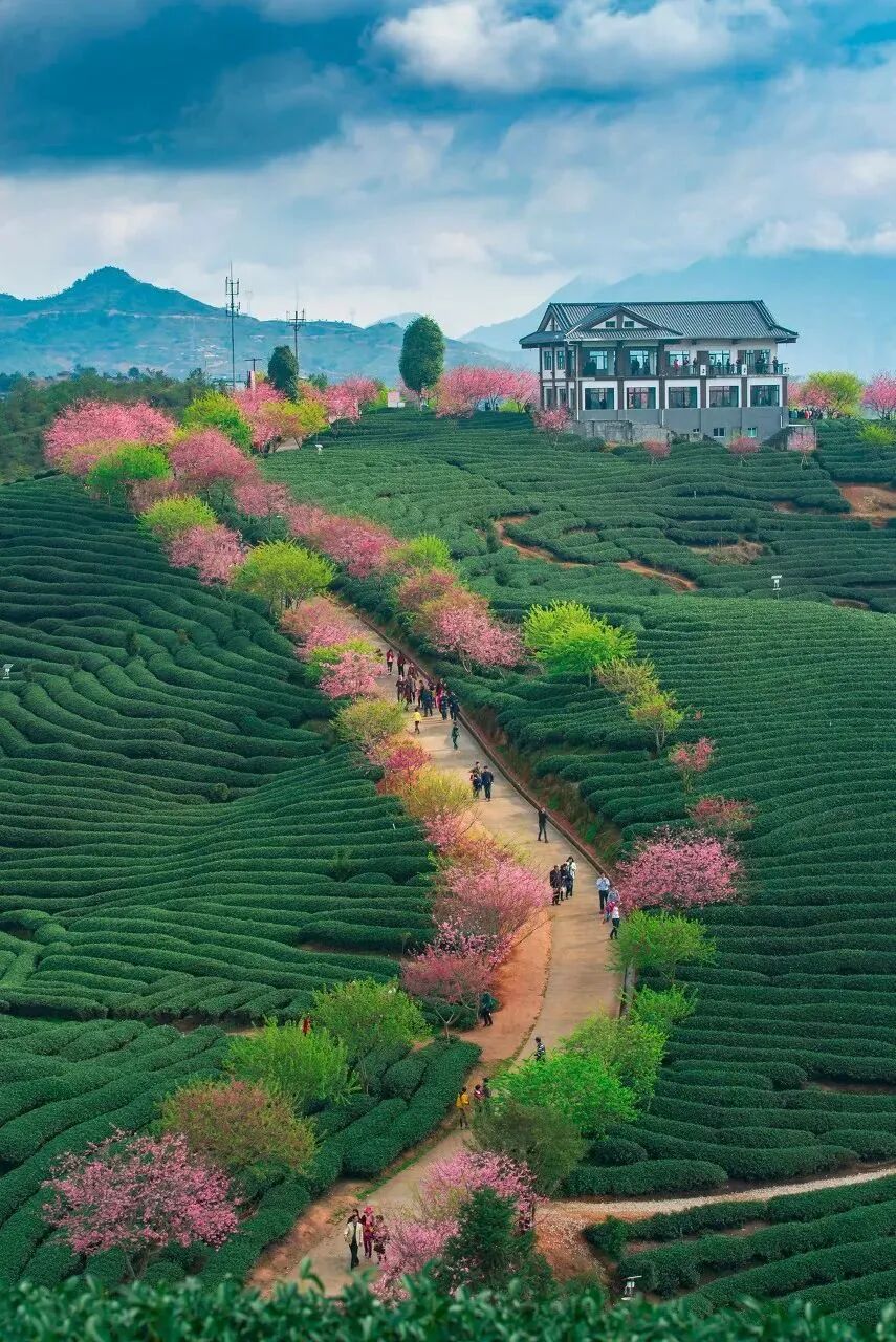 Image related to Fujian Longyan: Vast Cherry Blossoms Five Times Larger Than Japan's Amaze the World, While This Underrated Western Fujian Town Deserves Far More Attention!