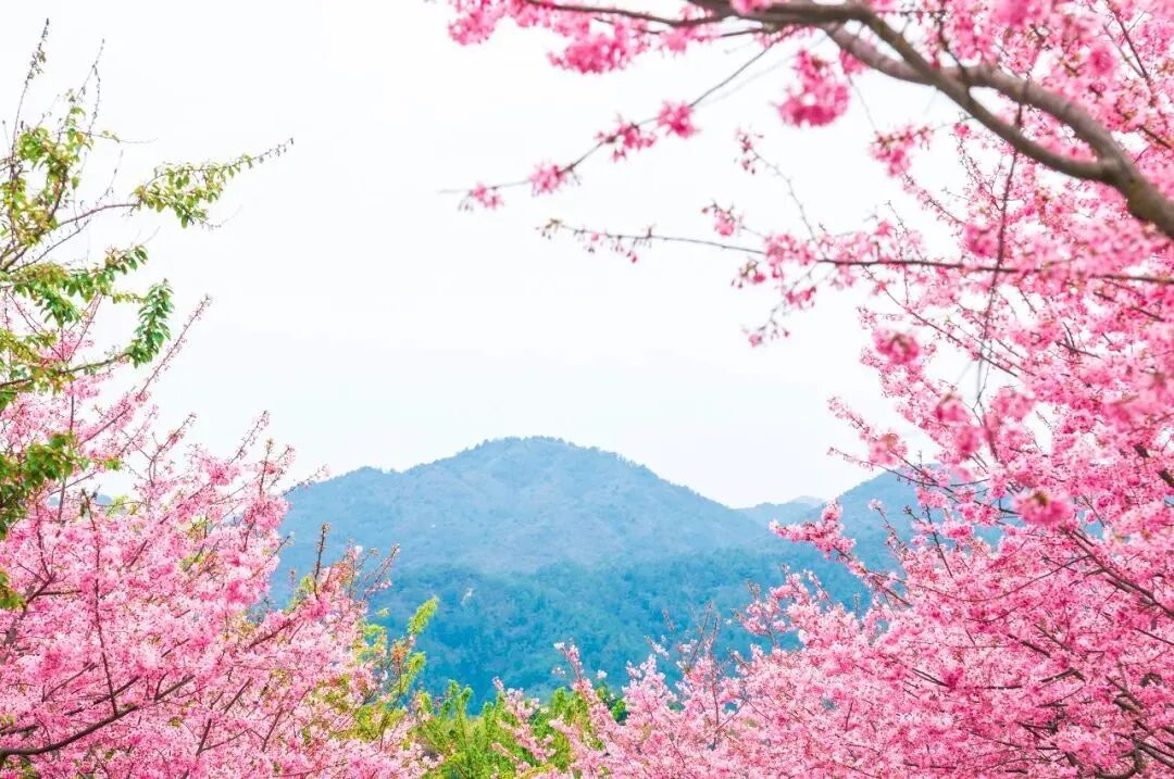 Image related to Fujian Longyan: Vast Cherry Blossoms Five Times Larger Than Japan's Amaze the World, While This Underrated Western Fujian Town Deserves Far More Attention!