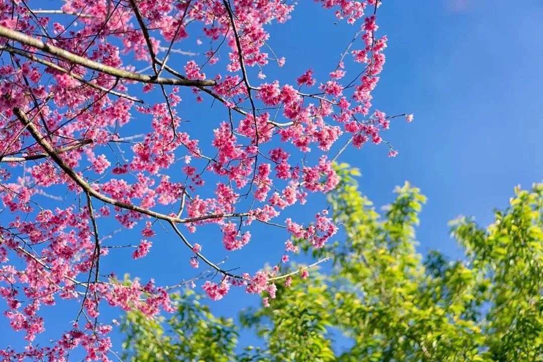 Image related to Fujian Longyan: Vast Cherry Blossoms Five Times Larger Than Japan's Amaze the World, While This Underrated Western Fujian Town Deserves Far More Attention!