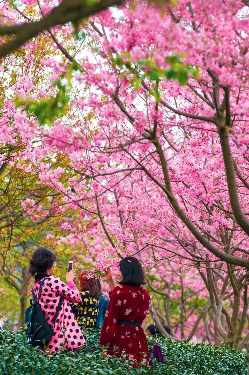 Image related to Fujian Longyan: Vast Cherry Blossoms Five Times Larger Than Japan's Amaze the World, While This Underrated Western Fujian Town Deserves Far More Attention!