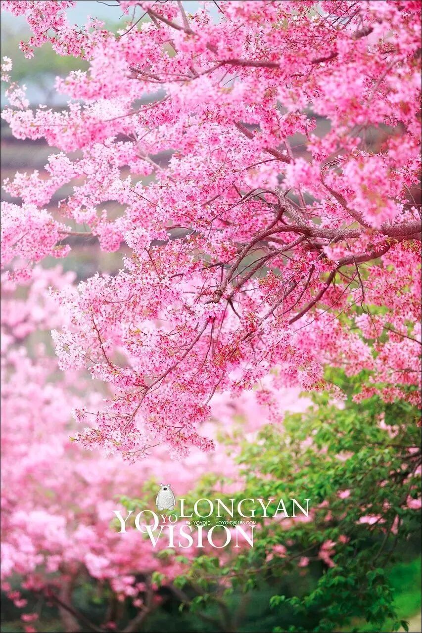 Image related to Fujian Longyan: Vast Cherry Blossoms Five Times Larger Than Japan's Amaze the World, While This Underrated Western Fujian Town Deserves Far More Attention!