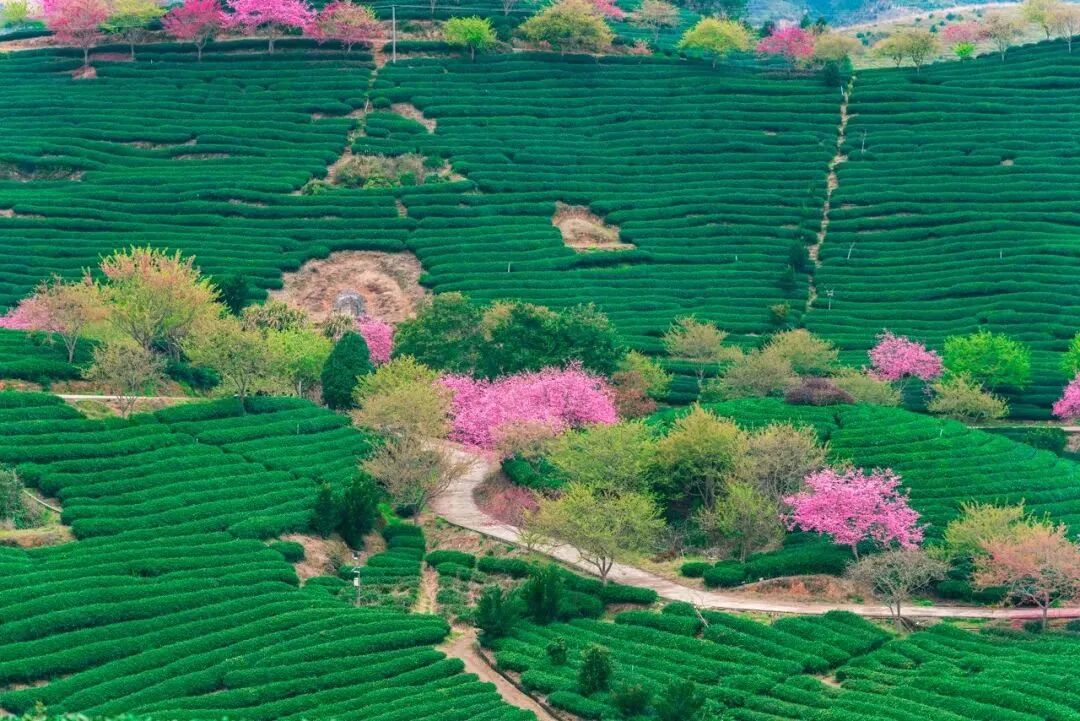 Image related to Fujian Longyan: Vast Cherry Blossoms Five Times Larger Than Japan's Amaze the World, While This Underrated Western Fujian Town Deserves Far More Attention!